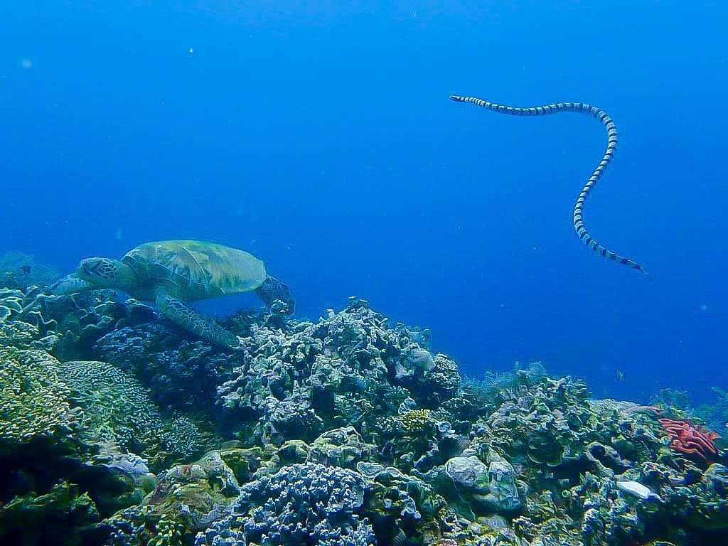 Things to Do in Banda Sea Liveaboard Trip