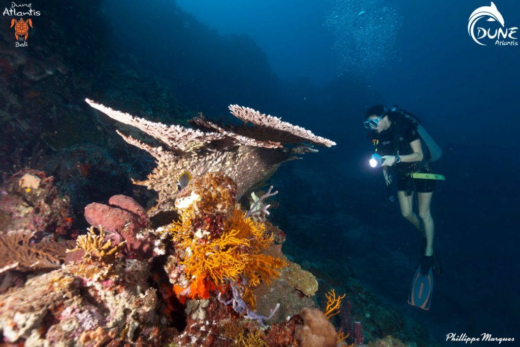 Arranging Scuba Diving Holiday for Beginners; the Easy Way