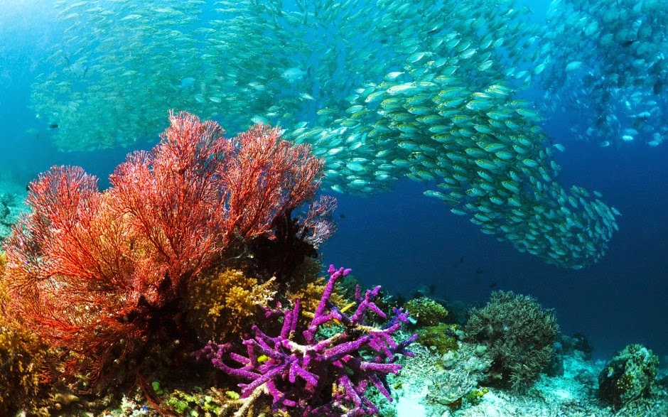 underwater waigeo island