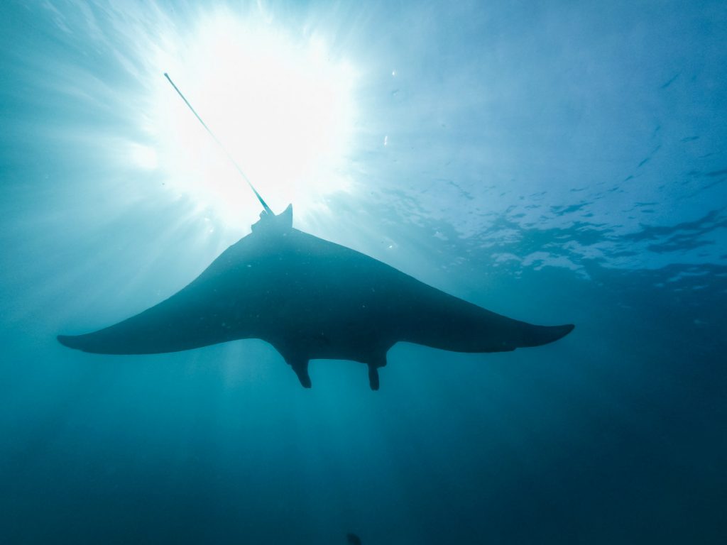 komodo diving season - meet manta ray