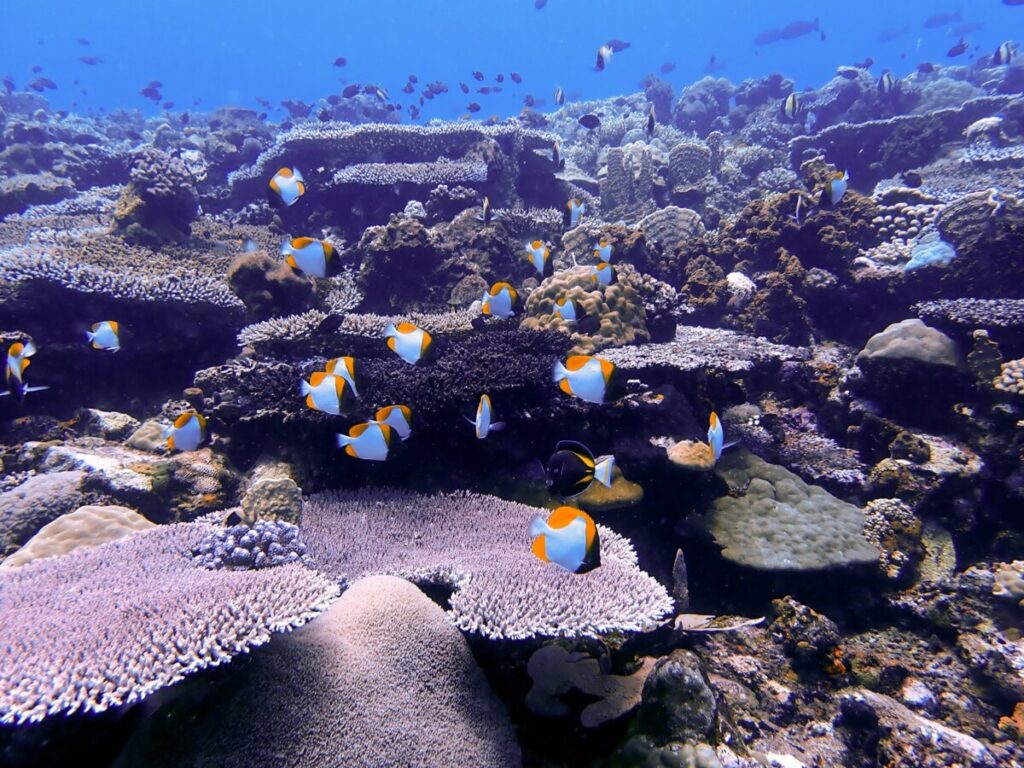 marine life on diving in Indonesia